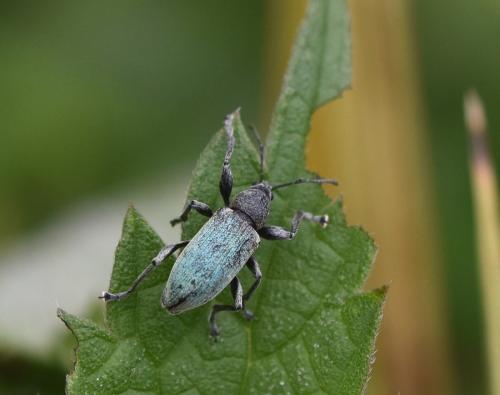 Réf. 184 078 : Phyllobius pomaceus